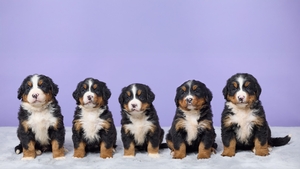 Sky and Apollo Bernese Mountain Dog Puppies
